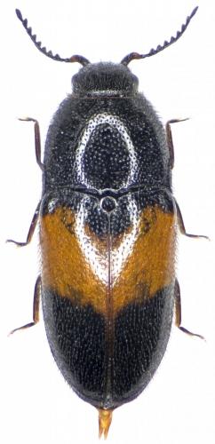 Drapetes mordelloides